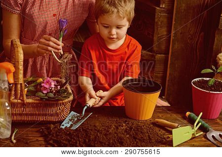 New Life Concept. Little Child Plant Spring Flower In Soil, New Life. Beginning Of New Life. Care Of