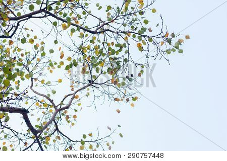 Green Yellow Leaves Pattern Background, Natural Background And Wallpaper