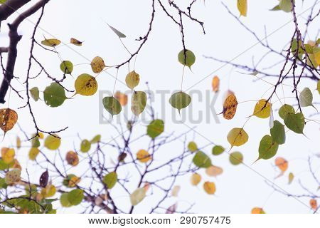 Green Yellow Leaves Pattern Background, Natural Background And Wallpaper