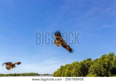 2 Adult Red-tailed Hawk Flies Into The Sun On A Bright Blue Sky Day