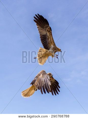 2 Adult Red-tailed Hawk Flies Into The Sun On A Bright Blue Sky Day