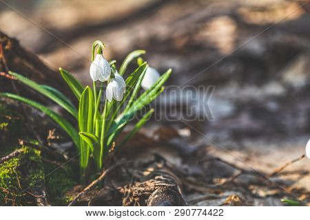 White Blooming Snowdrop Folded Or Galanthus Plicatus With Water Drops In The Forest Background. Sunn