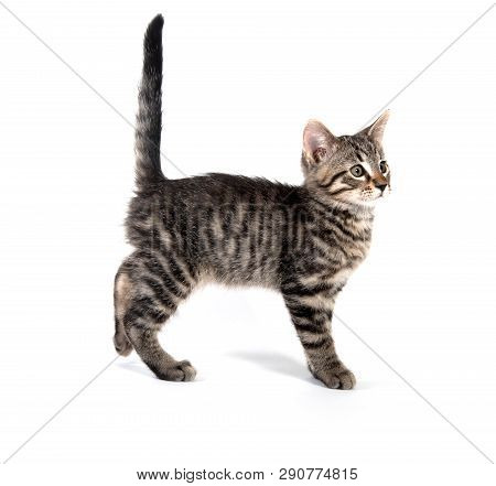 Cute Baby Taby Kitten Playing Isolated On White Background