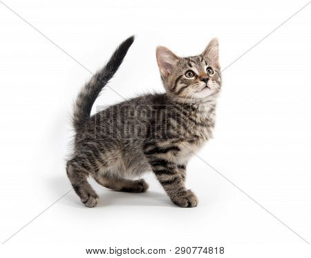 Cute Baby Taby Kitten Playing Isolated On White Background
