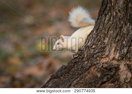 White Squirrel In The Woods
