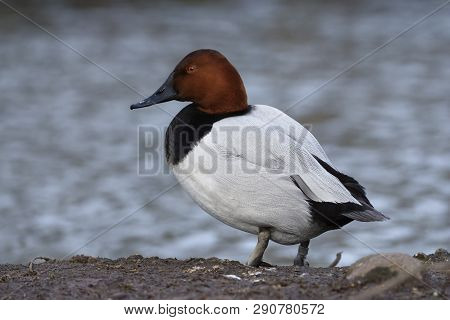 Canvasback Duck - Aythya Valisineria 
Male Standing By Water