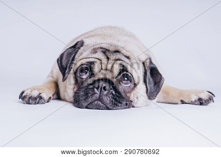 Funny Pug Puppy On White Background. Portrait Of A Cute Pug Dog With Big Sad Eyes And A Questioning 