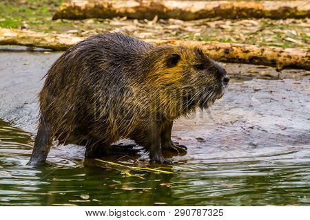 Closeup Of A Coypu Standing At The Water Side, Semi Aquatic Rodent From South America