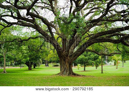 Large Green-leaf Tree With Many Branches In Brisbane City Botanic Garden During Spring Season.