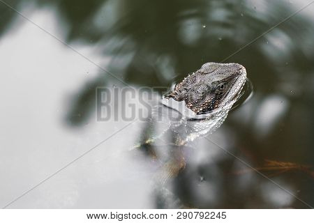 Eastern Water Dragon That Is Submerging In A Pond. Only Head Can Be Seen.