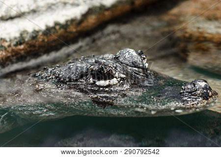 Endangered Chinese Alligator Submerging In The Water With Its Big Eyes Above The Surface.