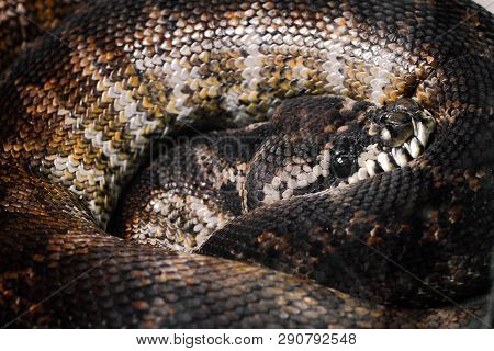 Closeup Shot Of Curling Python With Visible Scale And Large Head In The Middle.