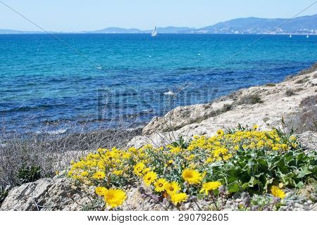 Yellow Wildflowers Blossom Against Blue Ocean Mallorca