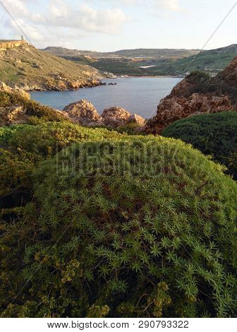 Green Bushes On Malta Island In Sinset Light Harbour Seashore