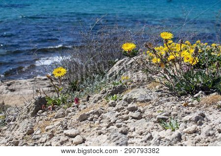 Yellow Wildflowers Blossom Against Blue Ocean Mallorca