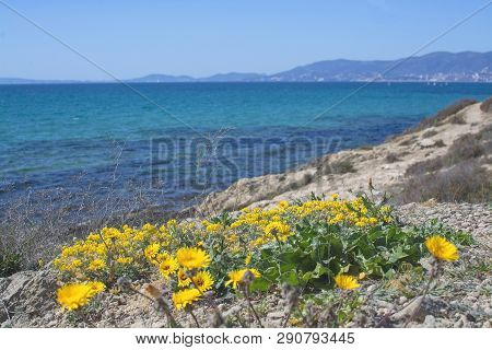 Yellow Wildflowers Blossom Against Blue Ocean Mallorca