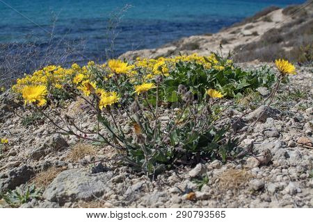Yellow Wildflowers Blossom Against Blue Ocean Mallorca