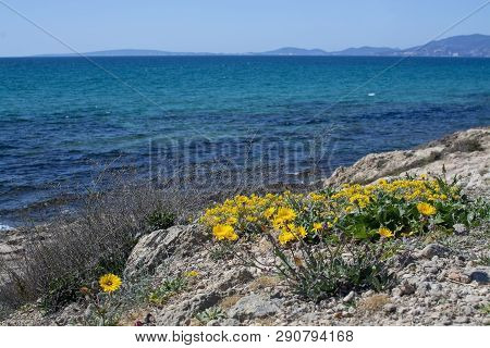 Yellow Wildflowers Blossom Against Blue Ocean Mallorca