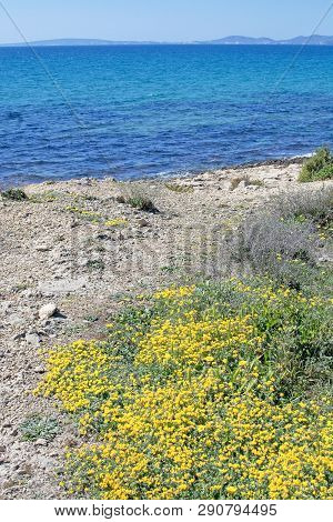 Yellow Wildflowers Blossom Against Blue Ocean Mallorca