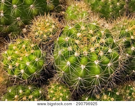 The Group Of Cactus,sharp Thorn,the Echinopsis Calochlora Cactus,beauty By Nature