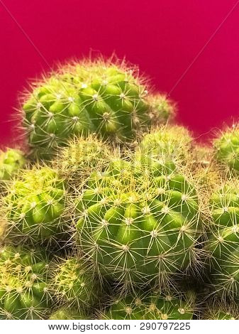 Group Of Cactus,sharp Thorn,the Echinopsis Calochlora Cactus,beauty By Nature