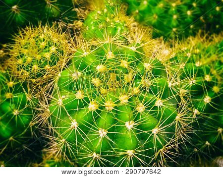 The Abstract Art Design Background Of Cactus,sharp Thorn,the Echinopsis Calochlora Cactus,beauty By 