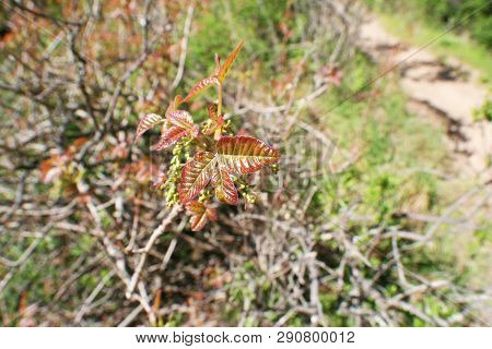 Red Poison Oak Leaf Blooming On Side Of Hiking Trail High Quality
