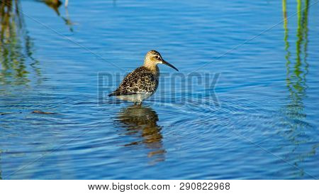 Curlew Sandpiper, Calidris Ferruginea, At Sea Shoreline Searching For Food, Close-up Portrait In Tid