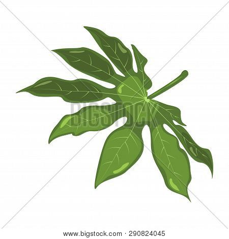 Aralia. Tropical Leaves. Botanical Element For Cosmetics, Spa, Beauty Care Products