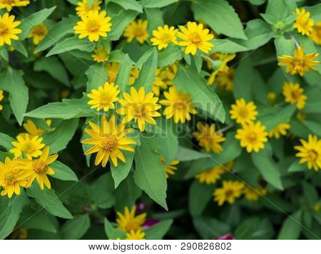 Dramatic Close Up Beautiful Little Yellow Star Flower (melampodium Divaricatum) On Green Garden Back
