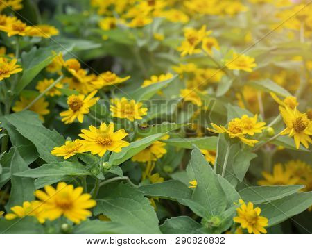Dramatic Close Up Beautiful Little Yellow Star Flower (melampodium Divaricatum) On Green Garden Back