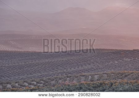 Olive Tree Fields In Andalusia. Spanish Agricultural Harvest Landscape. Jaen