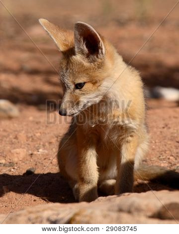 Kit Fox pentu etsii alas
