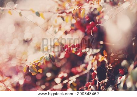 Autumn Natural Background With Red Gaultheria, Wallpaper Use Shallow Focus