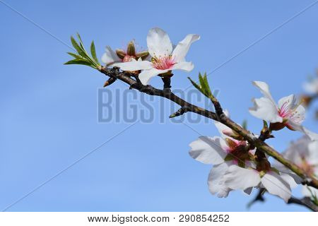 Almond Flower - Latin Name - Prunus Dulcis (syn. Prunus Amygdalus)