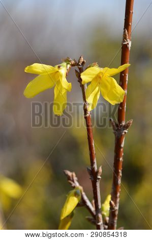 Forsythia Spectabilis - Latin Name - Forsythia X Intermedia Spectabilis