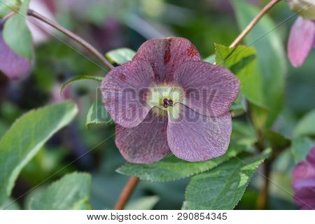 Lenten Rose Viv Victoria - Latin Name - Helleborus Orientalis Viv Victoria