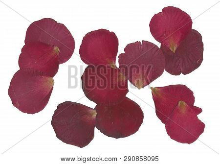 Dry Petals Of Rose On White Background, Isolated