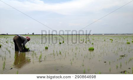 Sekinchan, Malaysia - 09 Mar, 2019: Farmer Working In Paddy Field At Sekinchan, Malaysia. Sekinchan 