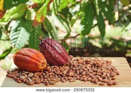Dry Cacao Beans On Table With Pods In Tree Background