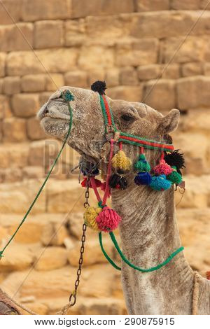 Сlose-up Of Camel On The Giza Pyramid Background