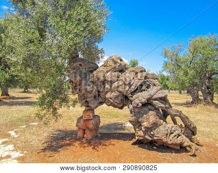 Beautiful Trunk Of Very Old Secular Olive Tree, Puglia, Italy