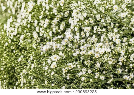 Greater Stitchwork (stellaria Holostea) Flowers In A Woodland In Spring.