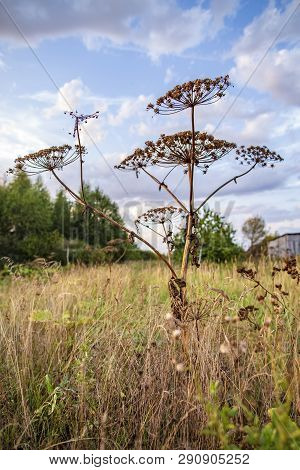 Giant Dry Toxic Hogweed (heracleum) Or Cow Parsnip Grows In A Meadow, In Tall Grass, Against A Backg