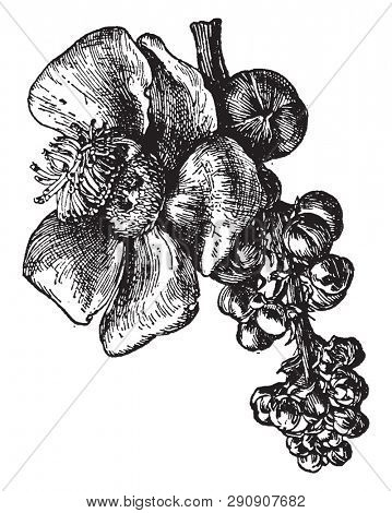 It is a South American tree bearing a large glucose fruit with a hard woody rind, vintage line drawing or engraving illustration.