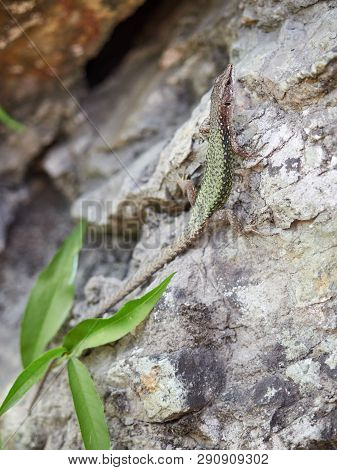 Green Lizard Crawling On A Stone Cliff. The European Green Lizard Lacerta Viridis Is A Large Lizard 
