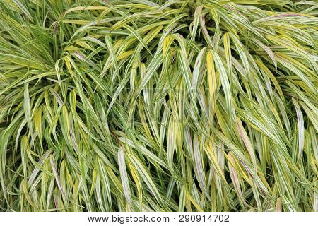 Golden Japanese Forest Grass, Hakone Grass, Hakonechloa Macra Var Alboaurea, Close View Of Pink Whit