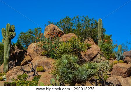Desert Cactus Landscape In Maricopa County, Arizona Usa
