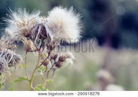 Selective Focus, Fluffy Thistle Plants In Hampstead Heath Of London During Autumn Season