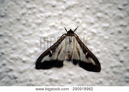 A Macro Closeup Of A Box Tree Moth On A White Grainy Wall.